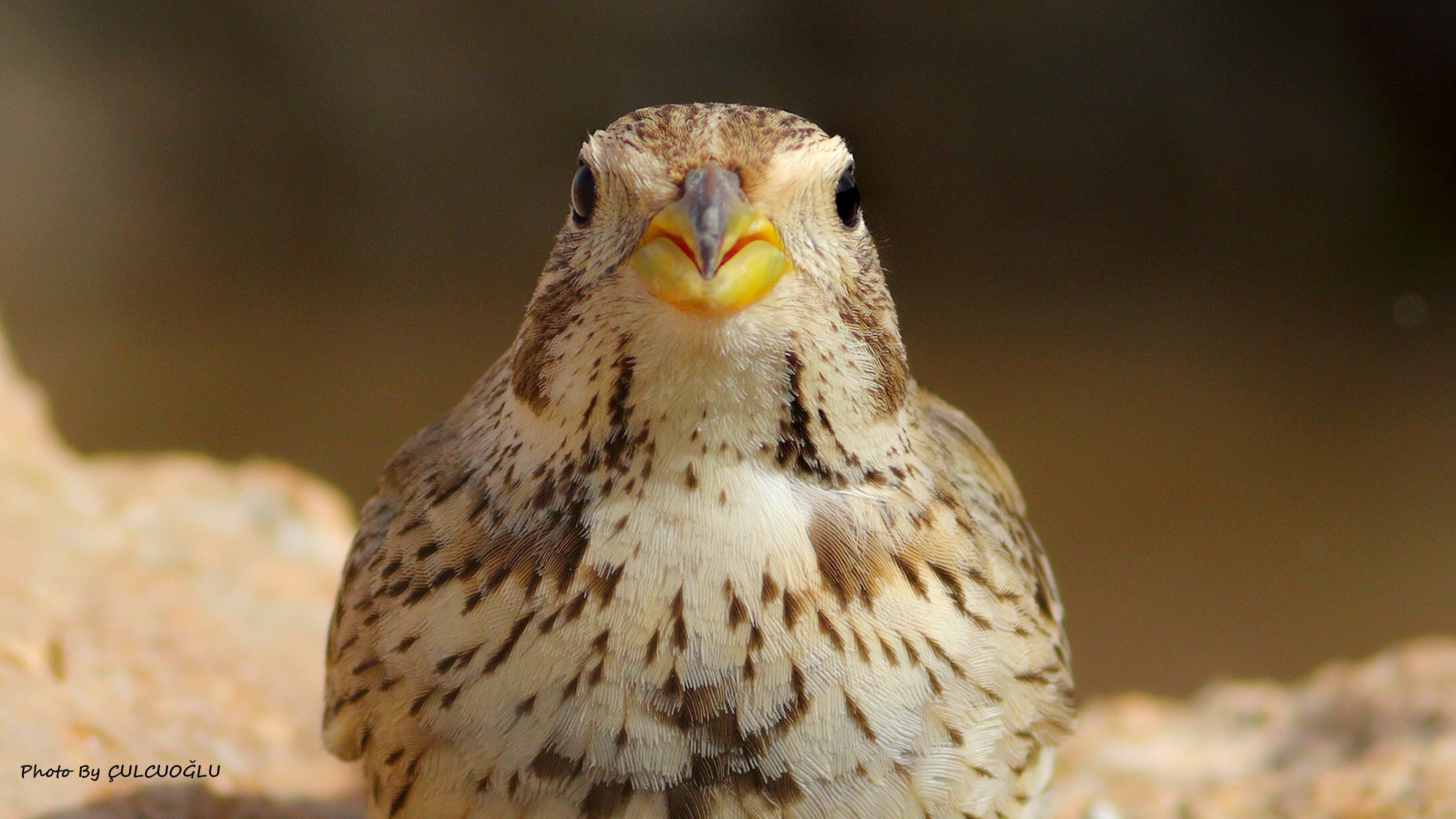 Corn Bunting